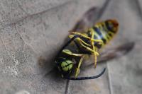 Vespula vulgaris