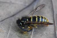 Vespula vulgaris
