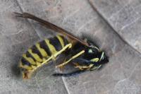 Vespula vulgaris