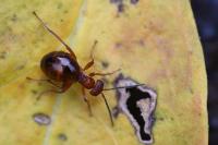 Biorhiza pallida