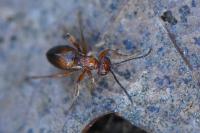 Biorhiza pallida