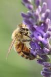 Apis mellifera