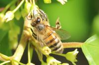 Apis mellifera