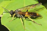 Tenthredo temula