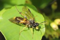 Tenthredo temula