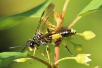 Tenthredo temula