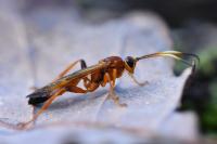 Lymantrichneumon disparis