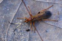 Lymantrichneumon disparis