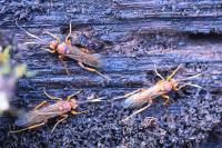 Lymantrichneumon disparis