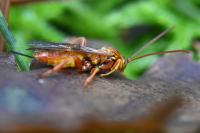 Theronia atalantae