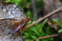 Theronia atalantae
