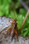 Theronia atalantae
