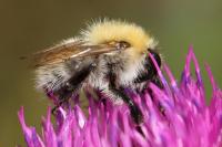 Bombus pascuorum