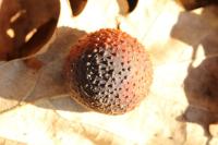 Cynips quercusfolii