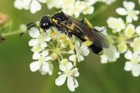 Zonuledo zonula
