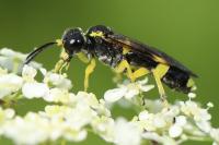 Zonuledo zonula