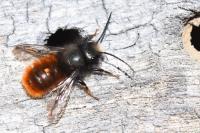 Osmia cornuta