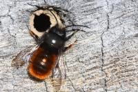 Osmia cornuta