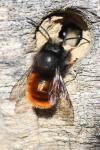 Osmia cornuta