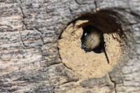Osmia cornuta
