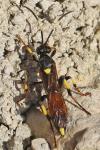 Ichneumon stramentarius