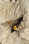 Ichneumon stramentarius