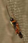 Diplazon laetatorius