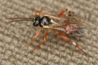 Diplazon laetatorius