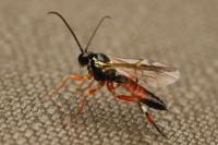 Diplazon laetatorius