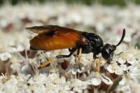 Arge melanochra