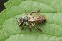 Andrena florea