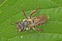 Andrena florea