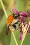 Bombus pascuorum