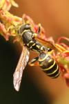 Polistes nimpha