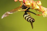 Polistes nimpha