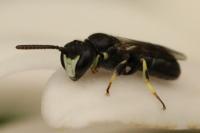 Hylaeus