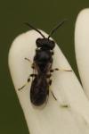 Hylaeus