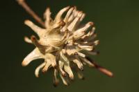 Andricus quercuscalicis