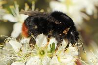 Bombus lapidarius