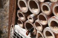 Osmia cornuta