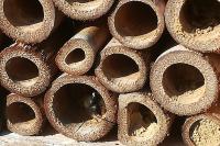 Osmia cornuta
