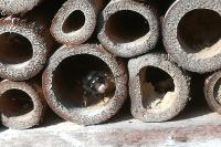 Osmia cornuta