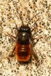 Osmia cornuta