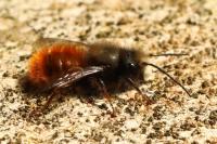 Osmia cornuta