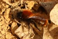 Andrena fulva