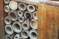 Osmia cornuta