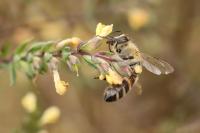 Apis mellifera