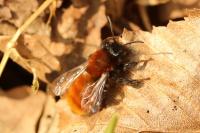 Andrena fulva