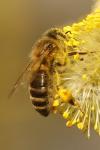 Apis mellifera mellifera