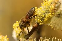 Apis mellifera